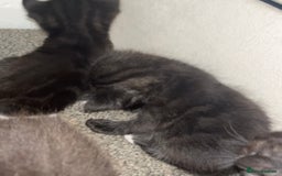 British Shorthair cats for sale: 6 kittens for sale 3 girls 3 boys  - Image 4