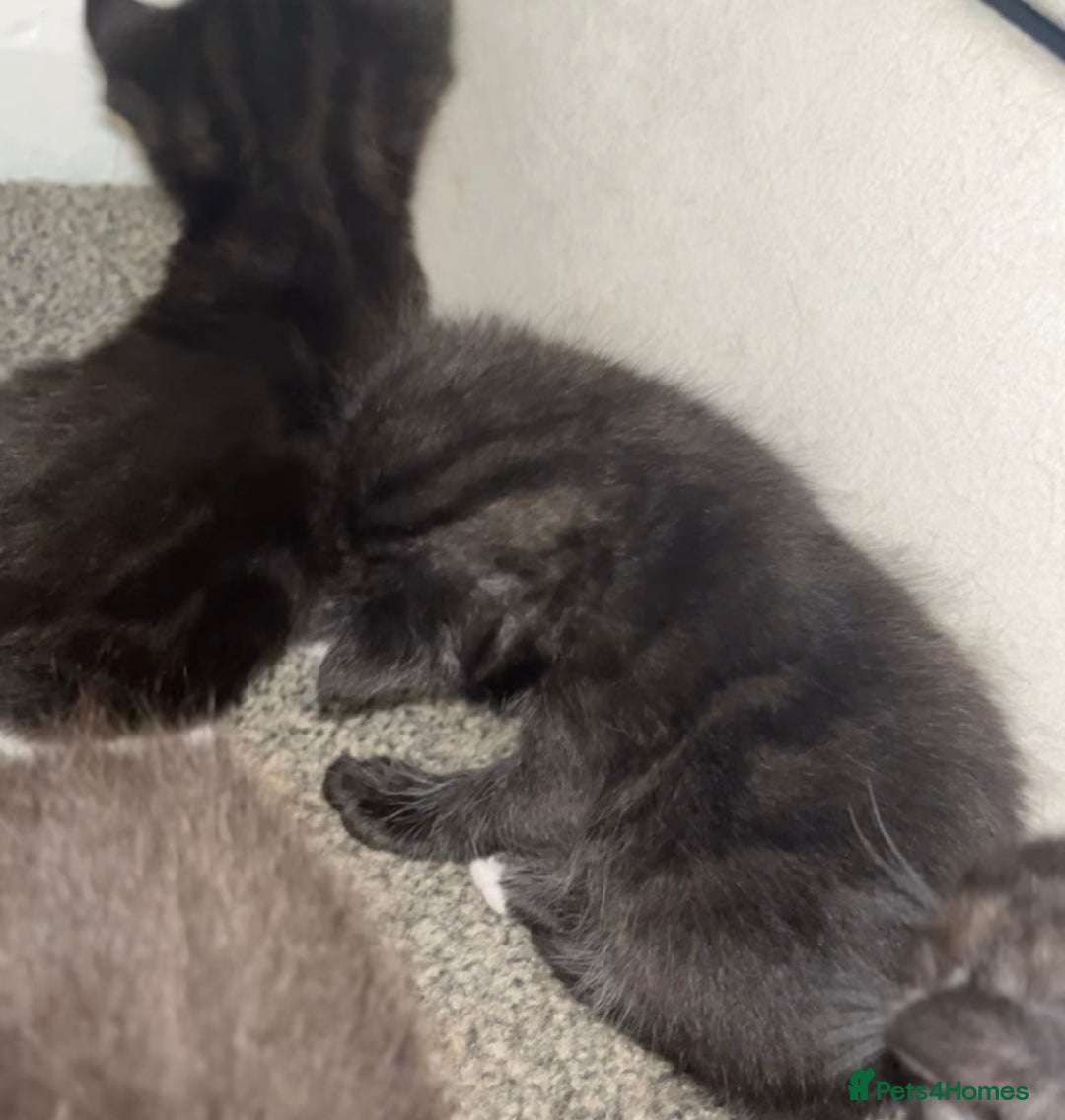 British Shorthair cats for sale: 6 kittens for sale 3 girls 3 boys  - Image 4