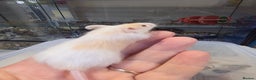 Mouse rodents for sale: Mice, males and females  - Advert 6