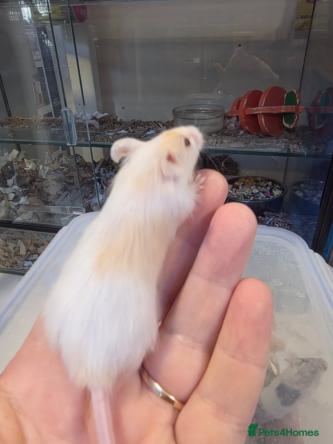 Mouse rodents for sale: Mice, males and females  - Advert 6