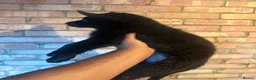 German Shepherd dogs for sale: German Shepherd puppies for sale!!! in Luton - Advert 7