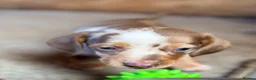 Miniature Dachshund dogs for sale: Beautiful miniature dachshund pups.  - Advert 3