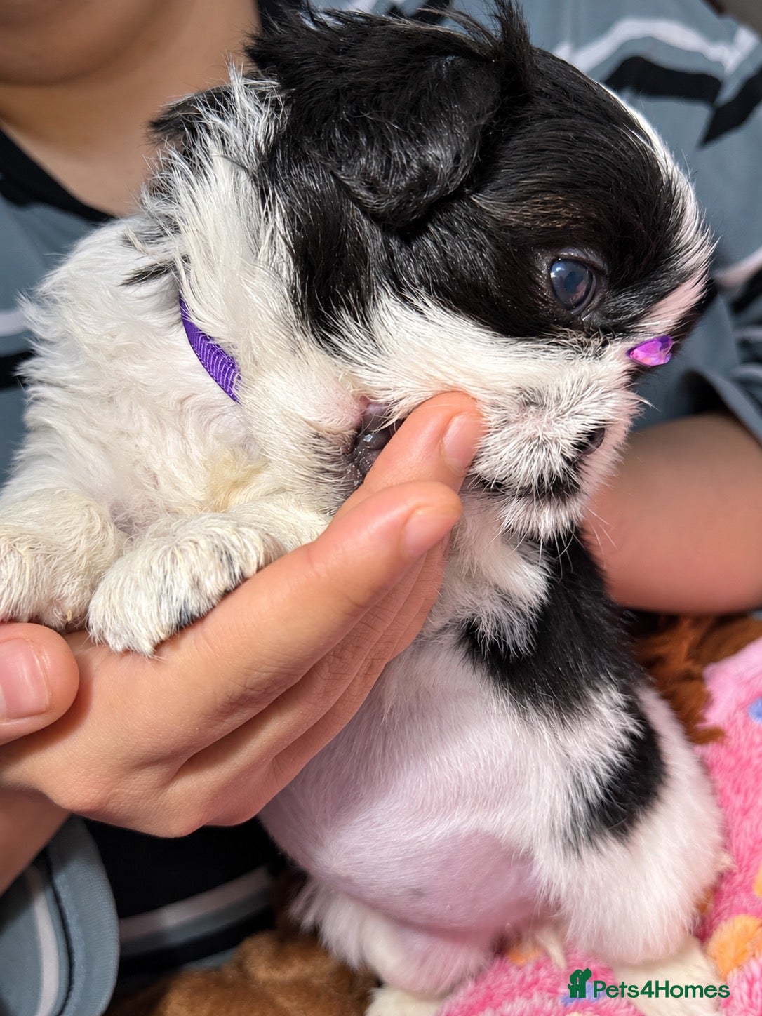 Shih Tzu dogs for sale: Last 2 Shih Tzu Puppies – Boy & Girl 🐾💜💙 - Advert 2