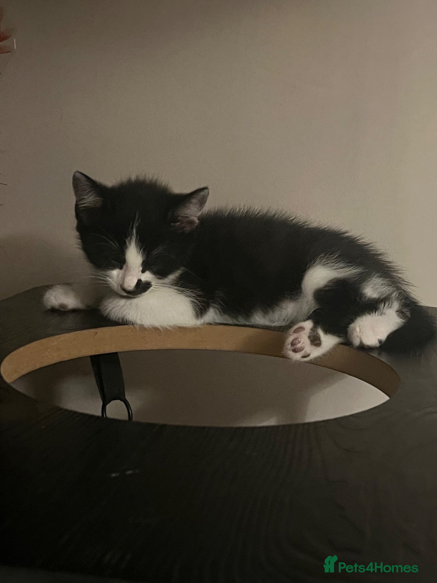 Mixed Breed cats Lovely kittens need a loving home - Advert 3