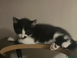 Mixed Breed cats Lovely kittens need a loving home - Advert 3