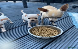 Chihuahua dogs for sale: Chihuahua puppies short coat white/sandy - Image 8