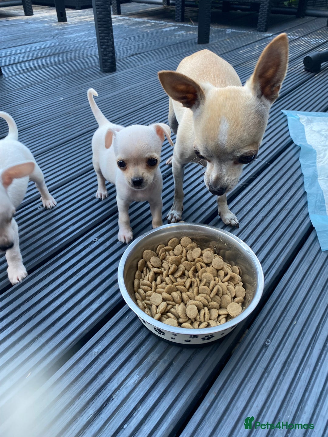 Chihuahua dogs for sale: Chihuahua puppies short coat white/sandy - Image 8
