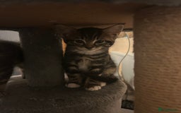 Norwegian Forest Cat cats for sale: Norwegian kittens x  - Image 8