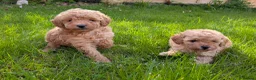 Toy Poodle dogs for sale: Stunning K.C Registered Toy Poodle Puppies - Advert 14