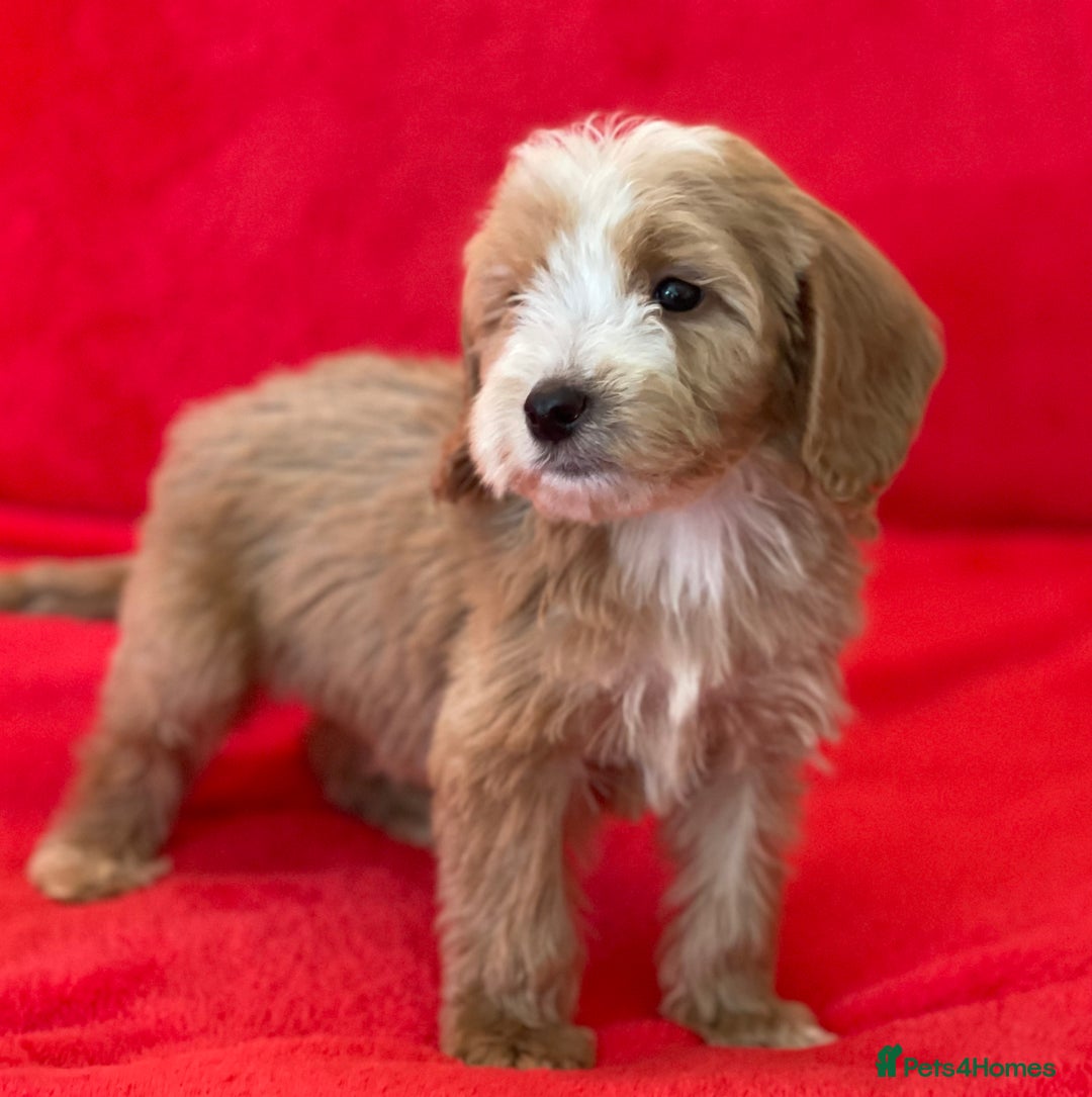 Cockapoo dogs for sale: Adorable cockapoo pups - Image 2