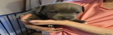 Staffordshire Bull Terrier 6