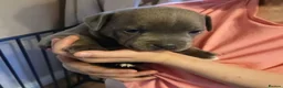 Staffordshire Bull Terrier dogs for sale: Beautiful Blue Staffordshire Bull Terrier Puppies in Portsmouth - Advert 7