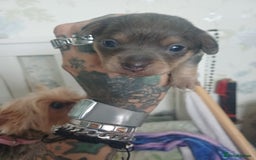 Chiweenie dogs for sale: Pups for sale  - Advert 6