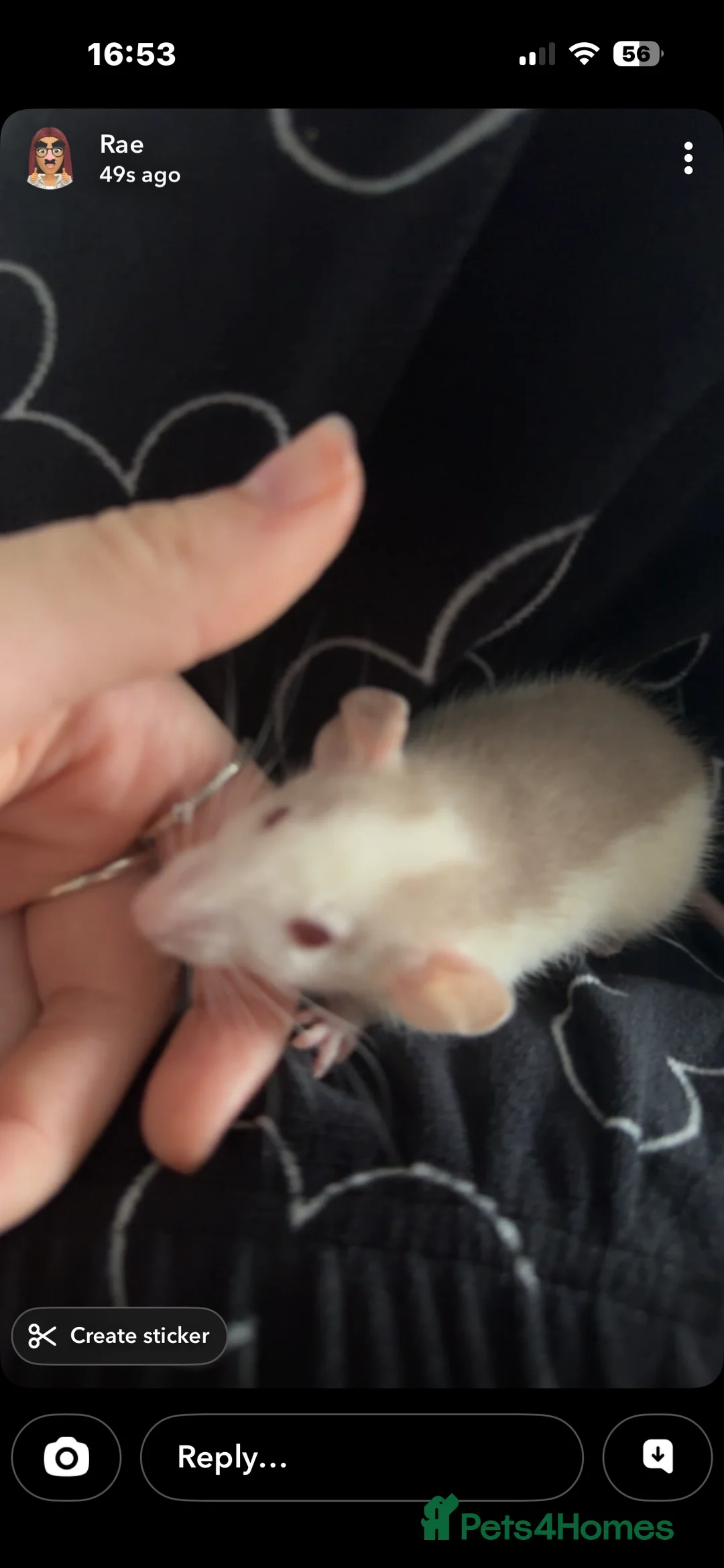 Rat rodents for sale: Fancy/dumbo rats in Rotherham - Advert 2