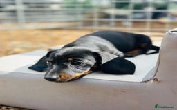 Miniature Dachshund dogs for sale: Wow what a stunning litter - Image 2