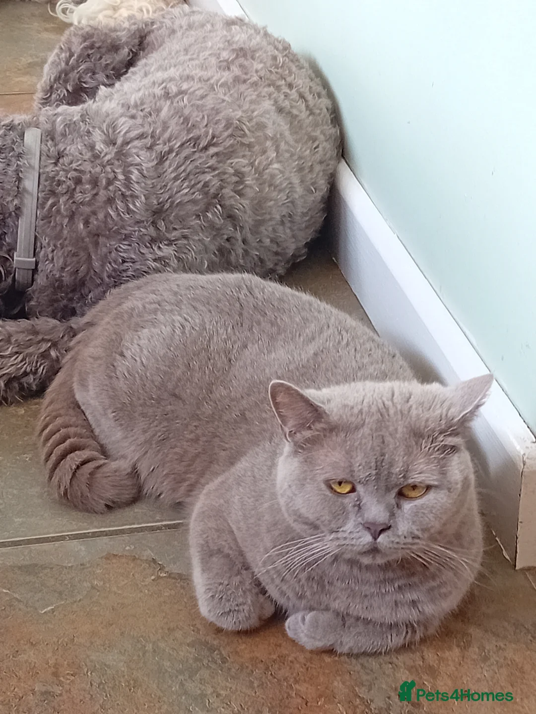 British Shorthair cats for sale: Beautiful lilac girl  - Advert 2
