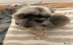 Shih Tzu dogs for sale: Shih Tzu puppy  - Image 5