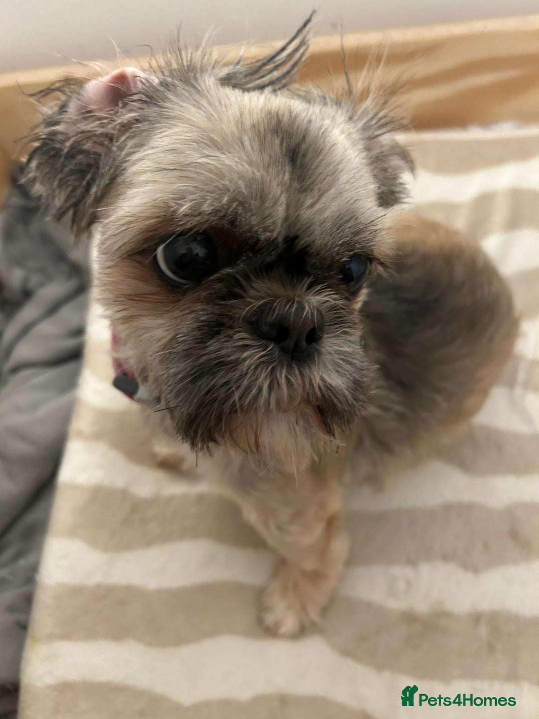 Shih Tzu dogs for sale: Shih Tzu puppy  - Image 5