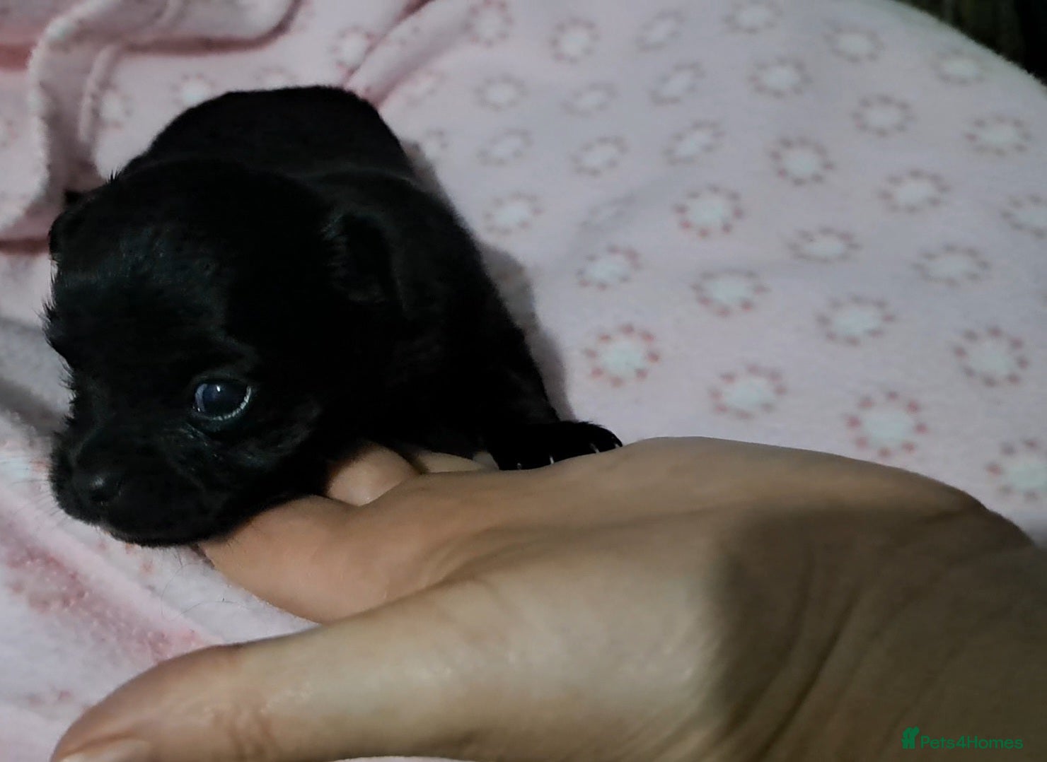 Chihuahua dogs Long Coat Chihuahua Puppies for Sale - Advert 3