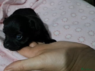 Chihuahua dogs Long Coat Chihuahua Puppies for Sale - Advert 3