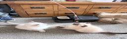 Ragdoll cats for sale: 3 Ragdoll boys  - Advert 18