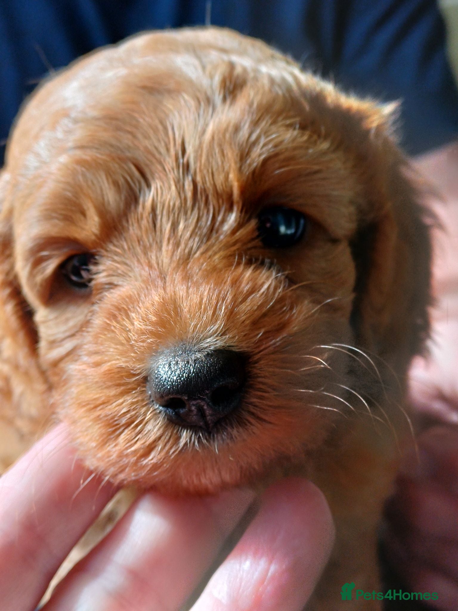 Cavapoo dogs HEALTH-TESTED CAVAPOOS. - Advert 2