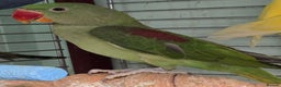 Ringnecks birds for sale: Cheeky Ringnecks, Alexandrine & Rock Pebblar!!! - Advert 3