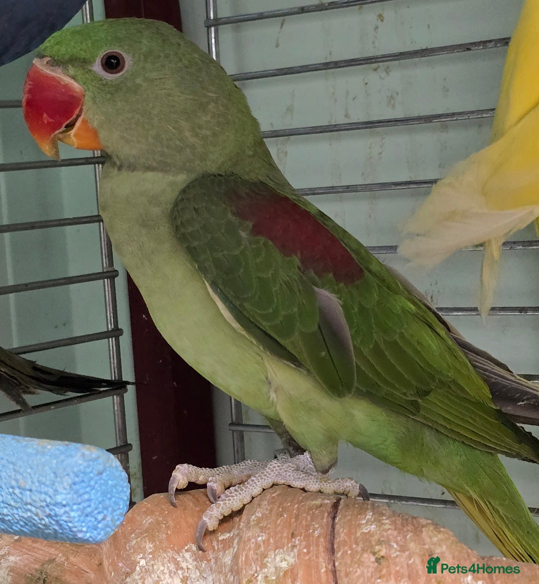 Ringnecks birds for sale: Cheeky Ringnecks, Alexandrine & Rock Pebblar!!! - Advert 3