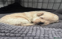 Mixed Breed dogs for sale: Westiepoo Pups For Sale - Image 12