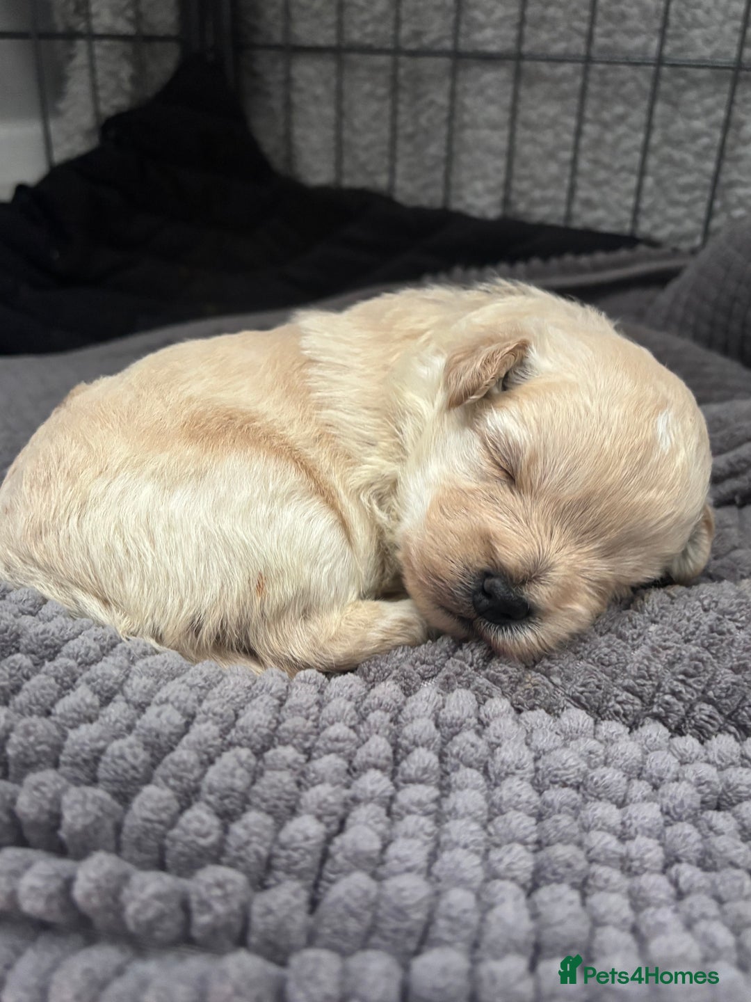 Mixed Breed dogs for sale: Westiepoo Pups For Sale - Image 12