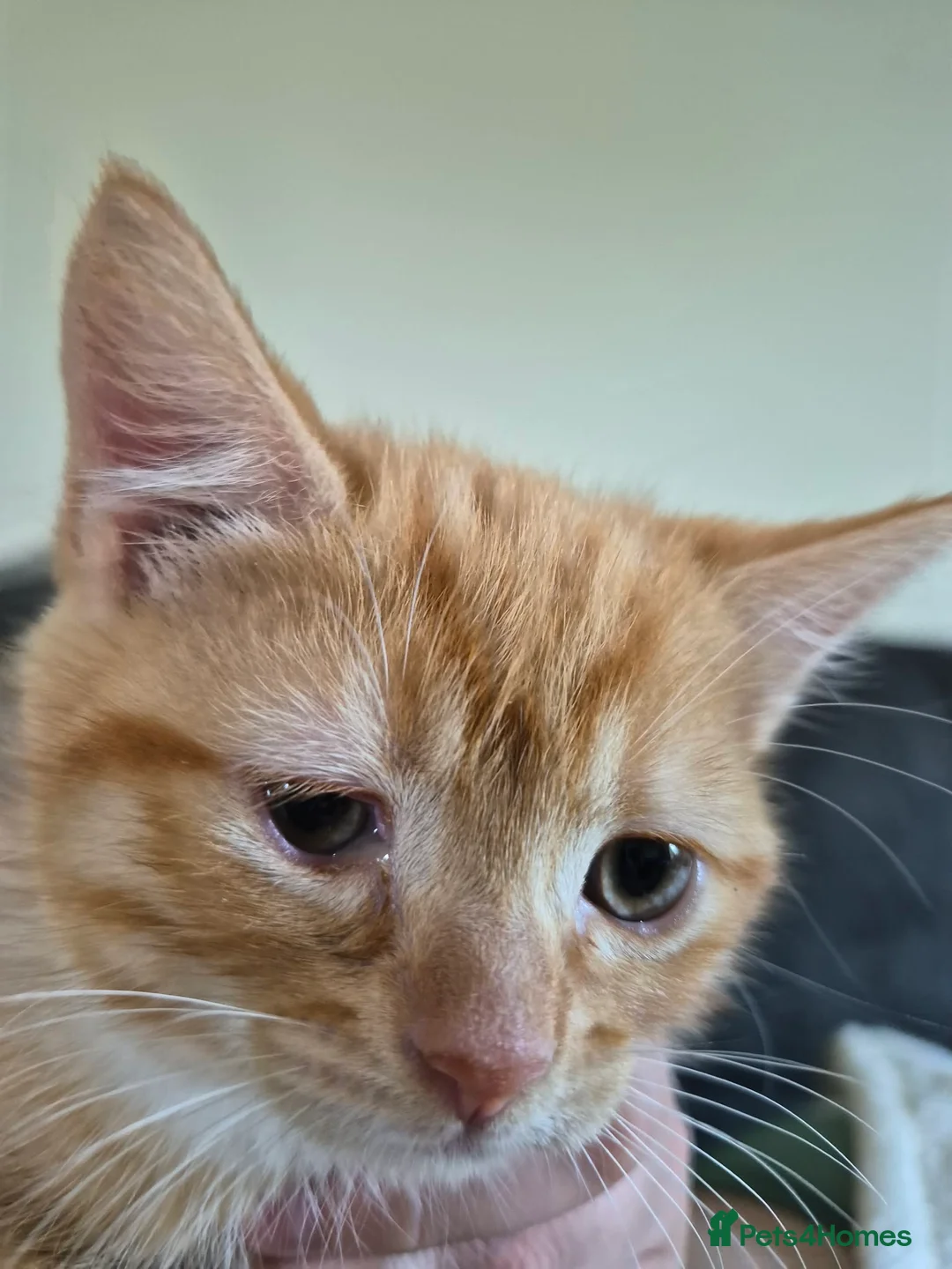Domestic Shorthair cats for sale: 1 male ginger kitten available  - Advert 4