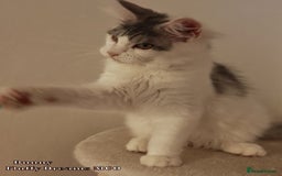 Maine Coon cats for sale: x2 Fluffy Boys from Fluffy Dreams MCO - Image 12