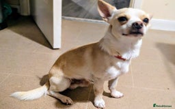 Mixed Breed dogs for sale: Chihuahua mix boy for sale - Image 1