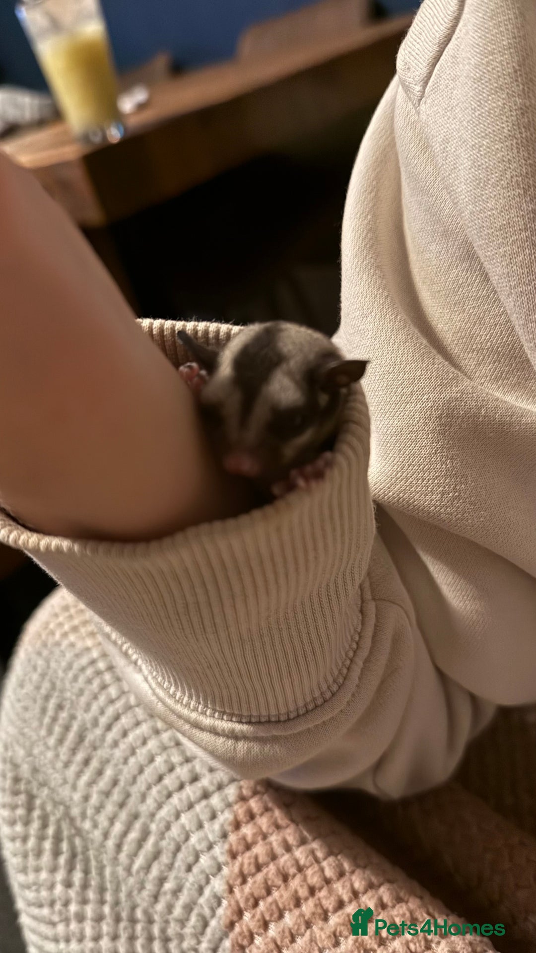 Sugar Glider rodents for sale: 4x sugar gliders - Advert 5