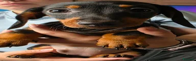 Miniature Dachshund 2