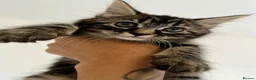 Mixed Breed cats for sale: Beautiful cuddly sweet kittens  - Advert 2