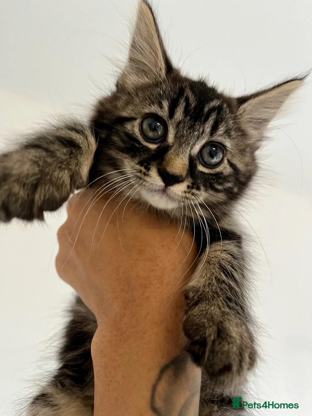 Mixed Breed cats for sale: Beautiful cuddly sweet kittens  - Advert 2