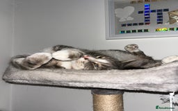 Domestic Shorthair cats for sale: 2 Male brother cats  - Image 3