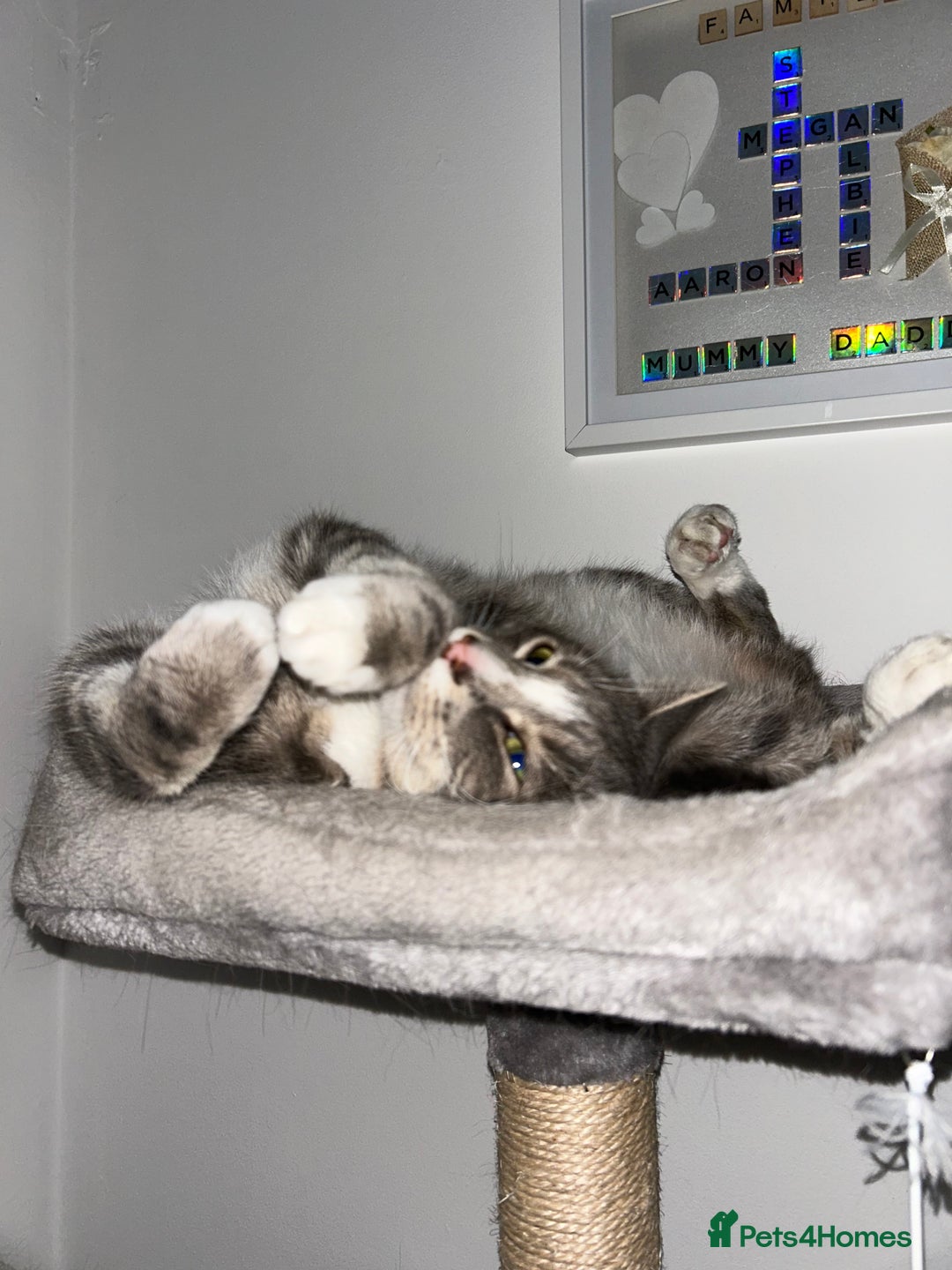 Domestic Shorthair cats for sale: 2 Male brother cats  - Image 3