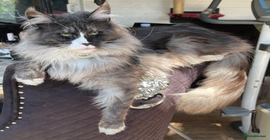 Maine Coon cats - Advert 9
