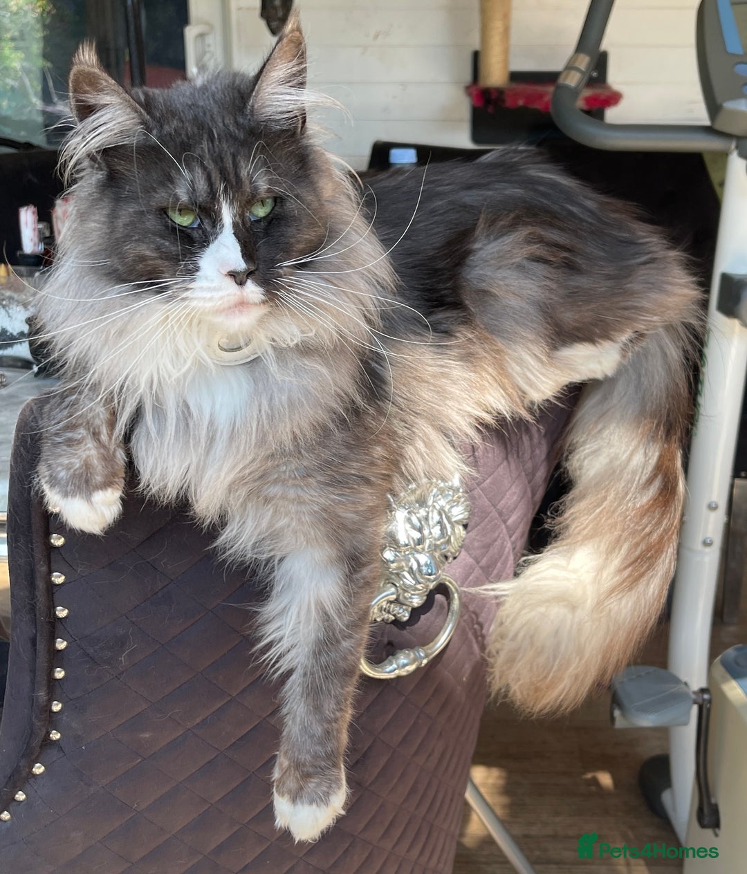 Maine Coon cats for sale: Pure Pedigree Maine Coon kittens | Black Tabby | - Image 2