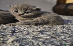 British Shorthair cats for sale: Beautiful British blue kittens  - Image 3