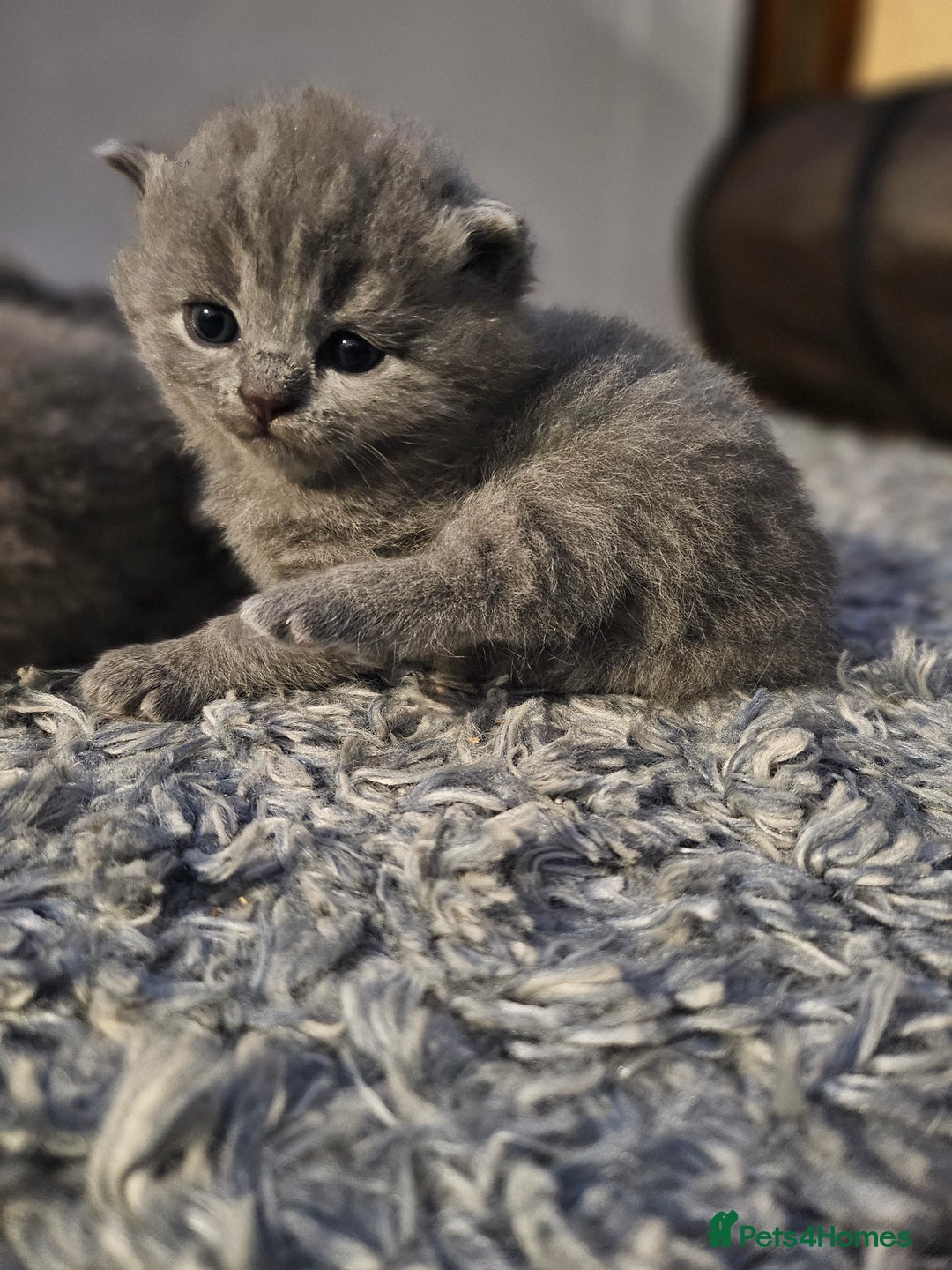British Shorthair cats for sale: Beautiful British blue kittens  - Image 3