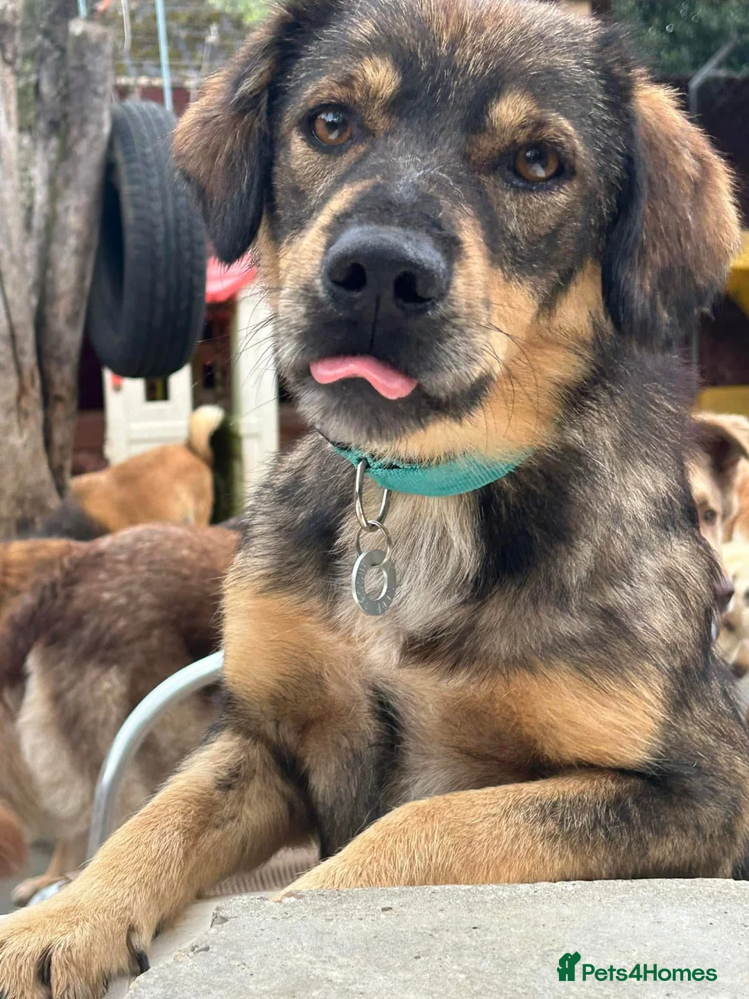 Mixed Breed dogs for adoption: Hovis - Norwich Norfolk  in Norwich - Advert 21