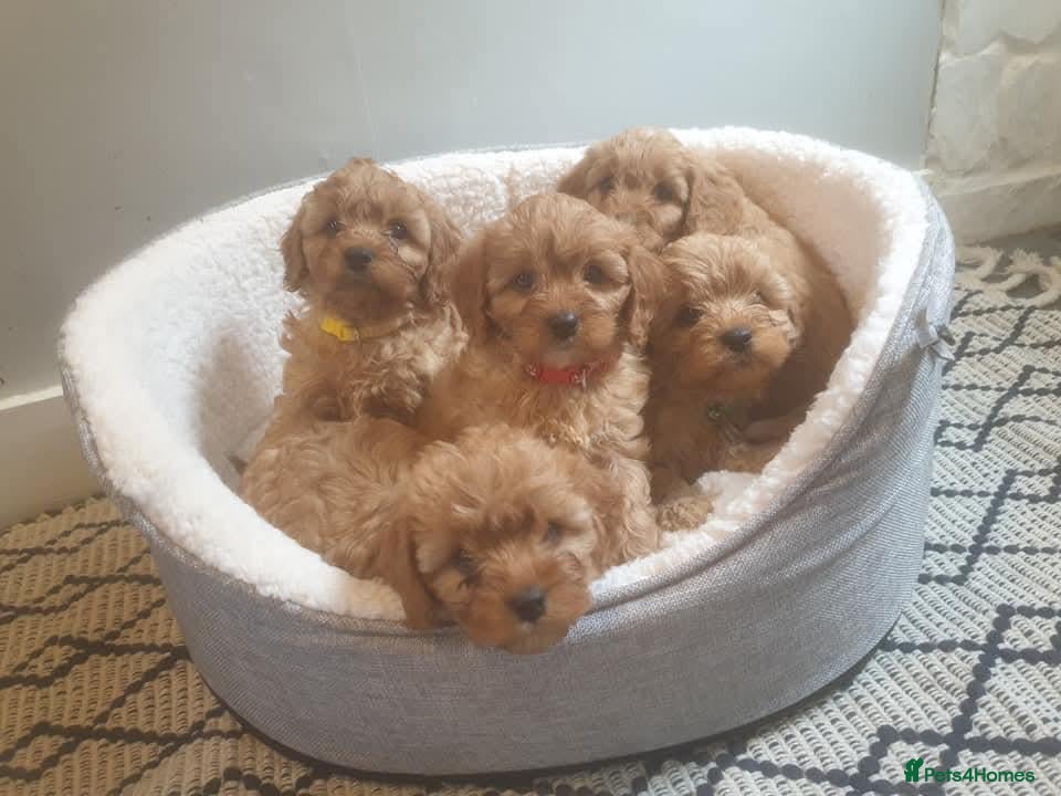 Cavapoo dogs Adorable selection of Cavapoo pups  - Advert 1