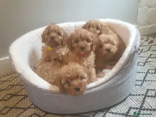 Cavapoo dogs Adorable selection of Cavapoo pups - Advert 5
