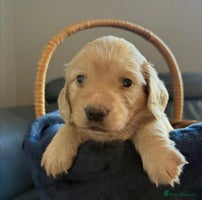 Miniature Dachshund dogs KC Cream Long Haired Miniature Dachshunds - Advert 4