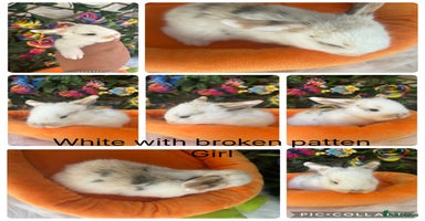 Mini Lop rabbits - Advert 5