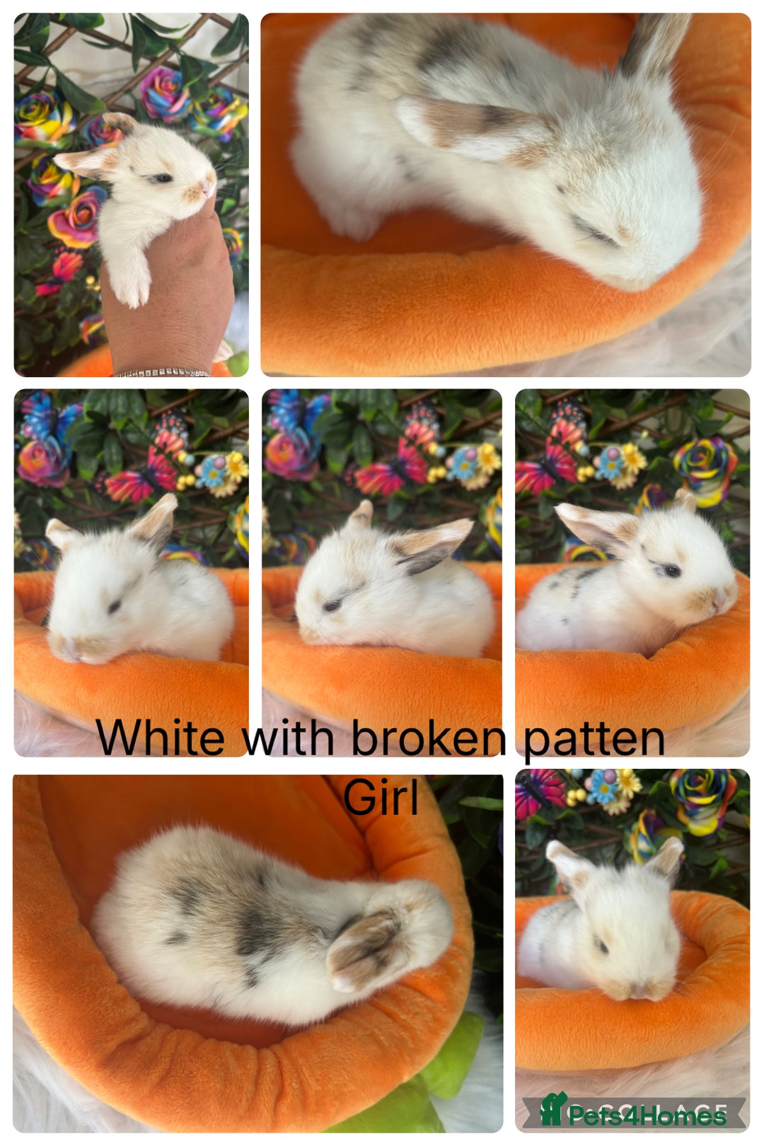 Mini Lop rabbits for sale: Pure Breed Mini lops  - Image 2