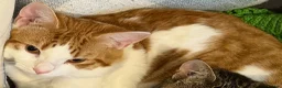 Domestic Shorthair cats for sale: Ginger and white 1 year old cat - Timmy - Advert 7